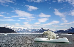 Dónde viven los OSOS POLARES? - HÁBITAT NATURAL