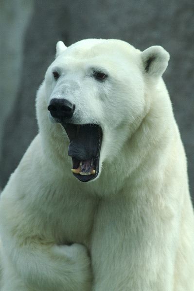 acercamiento oso polar