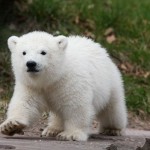 cachorro oso polar
