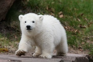 cachorro oso polar