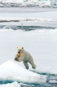 oso polar saltando