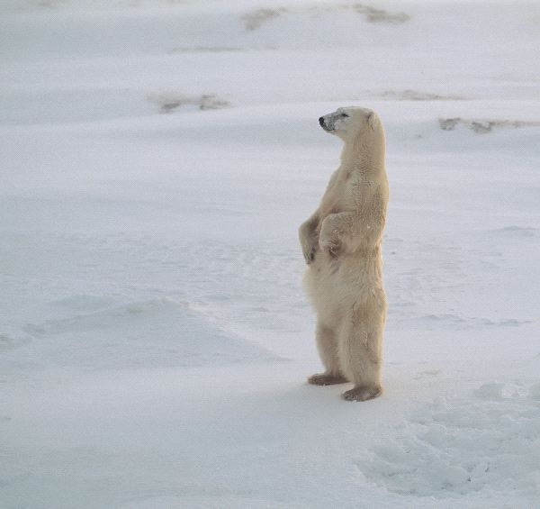 oso polar parado