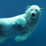 oso polar bajo el agua
