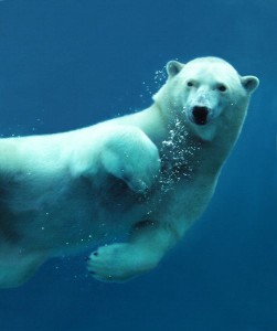 oso polar bajo el agua