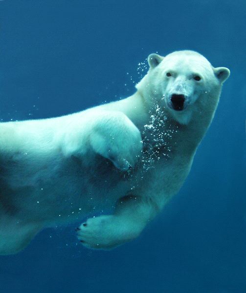 Reembolso Copiar Vergonzoso Investigaciones sobre el oso polar » OSOPOLARPEDIA