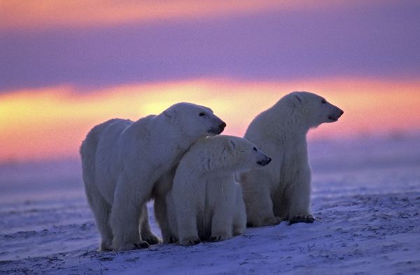 osos polares y cachorros