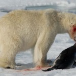 oso polar comiendo