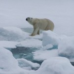 oso polar en su habitat