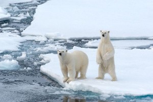 dos osos polares