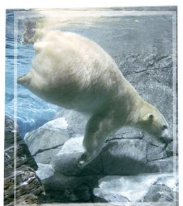 oso polar buceando