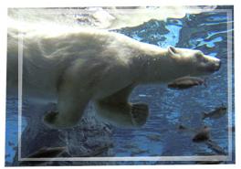 oso polar nadando