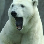 acercamiento oso polar