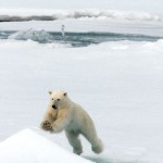 oso polar saltando