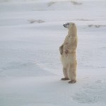 oso polar parado
