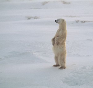 oso polar parado