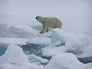oso polar en su habitat