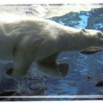 oso polar nadando